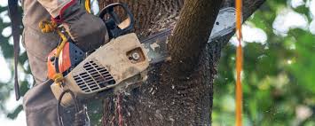 Best Storm Damage Tree Cleanup  in Seabrook, SC