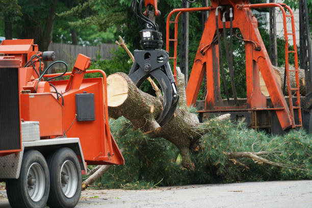 Seabrook, SC Tree Services Company